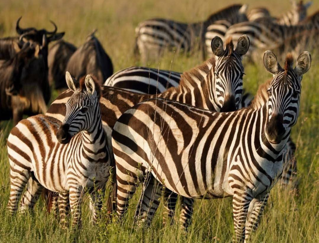 13 Days Tanzania Private Safari