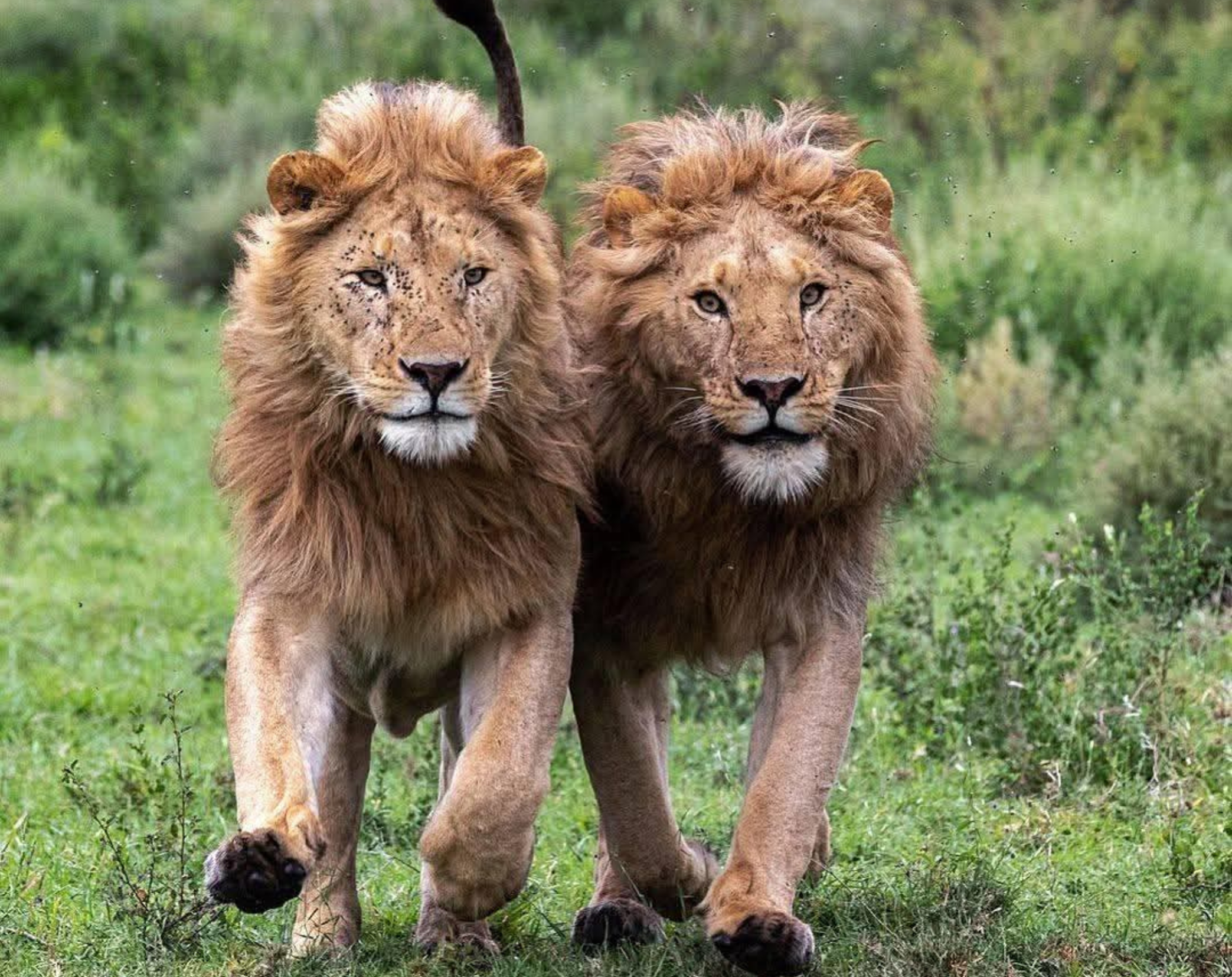 13 Days Tanzania Private Safari