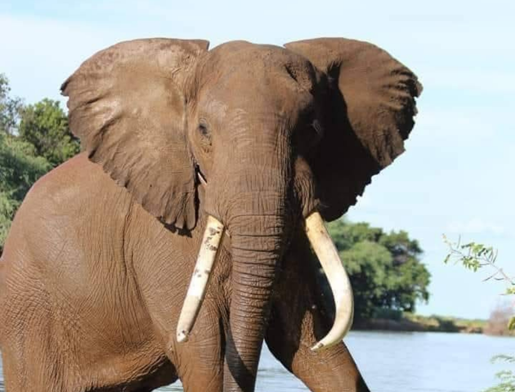 14 Days Kenya Luxury Bush To Beach Safari