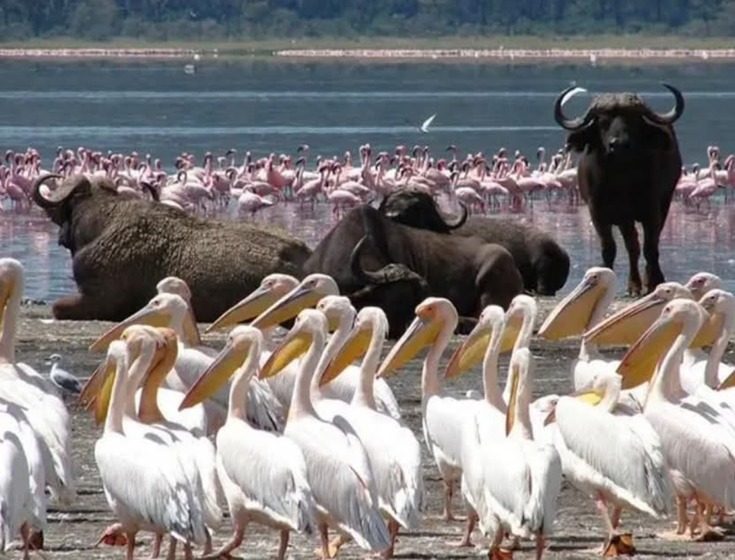 14 Days Kenya Luxury Bush To Beach Safari