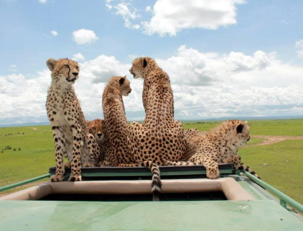 14 Days Kenya Luxury Bush To Beach Safari