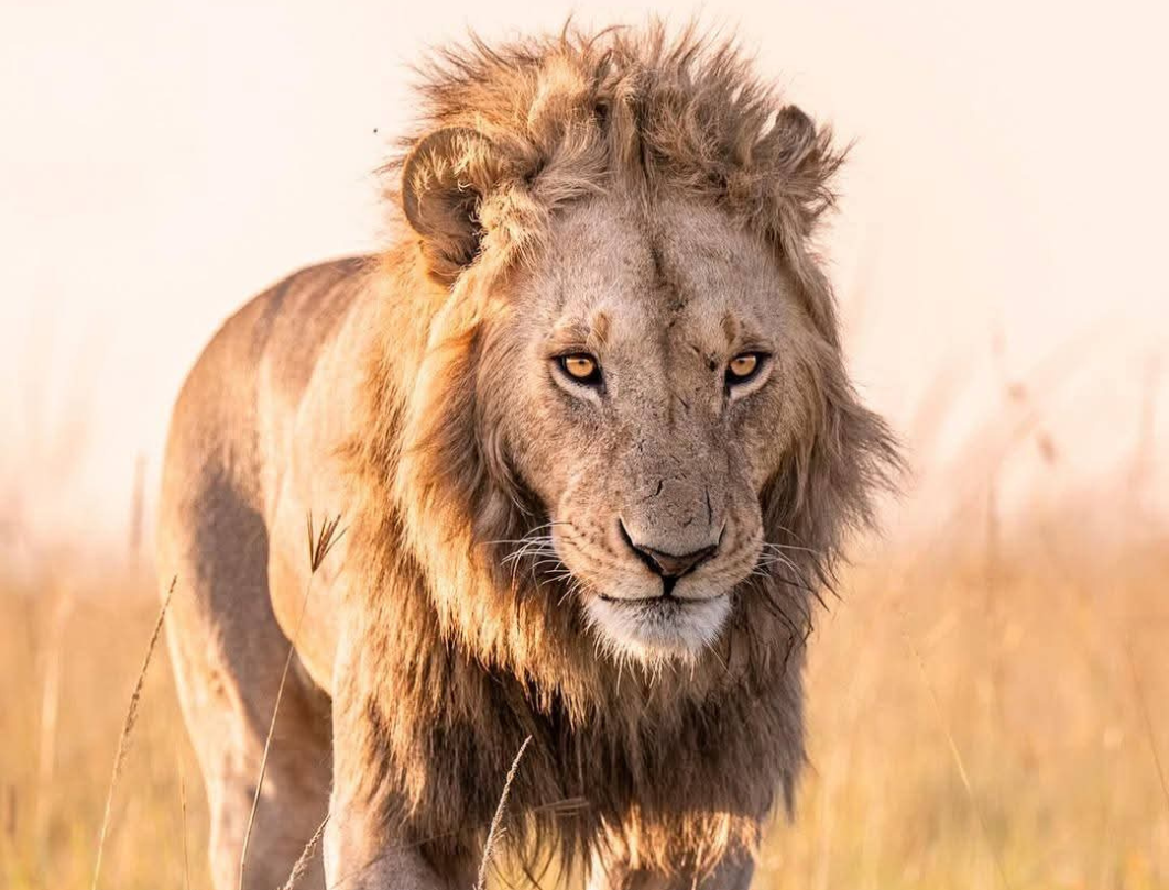 14 Days Tanzania Honeymoon Safari
