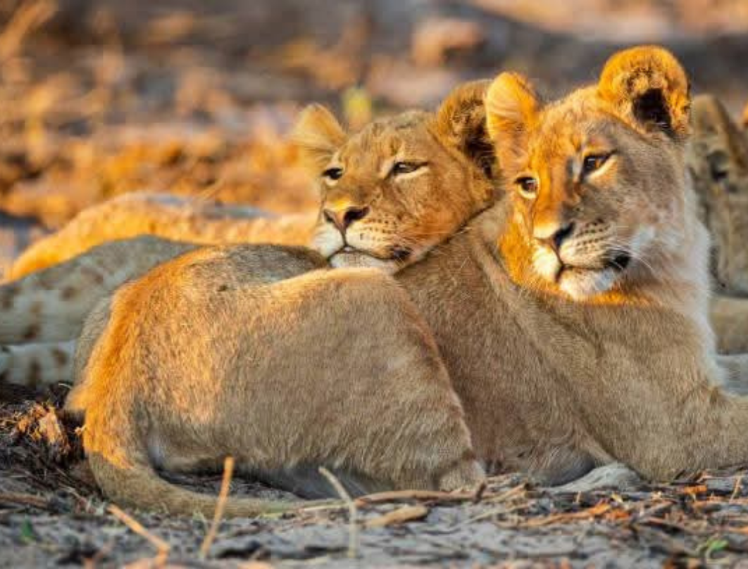 2 Days Tanzania Budget Camping Safari