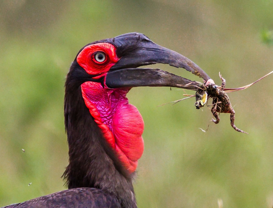 3 Days Serengeti & Ngorongoro Budget Camping Safari