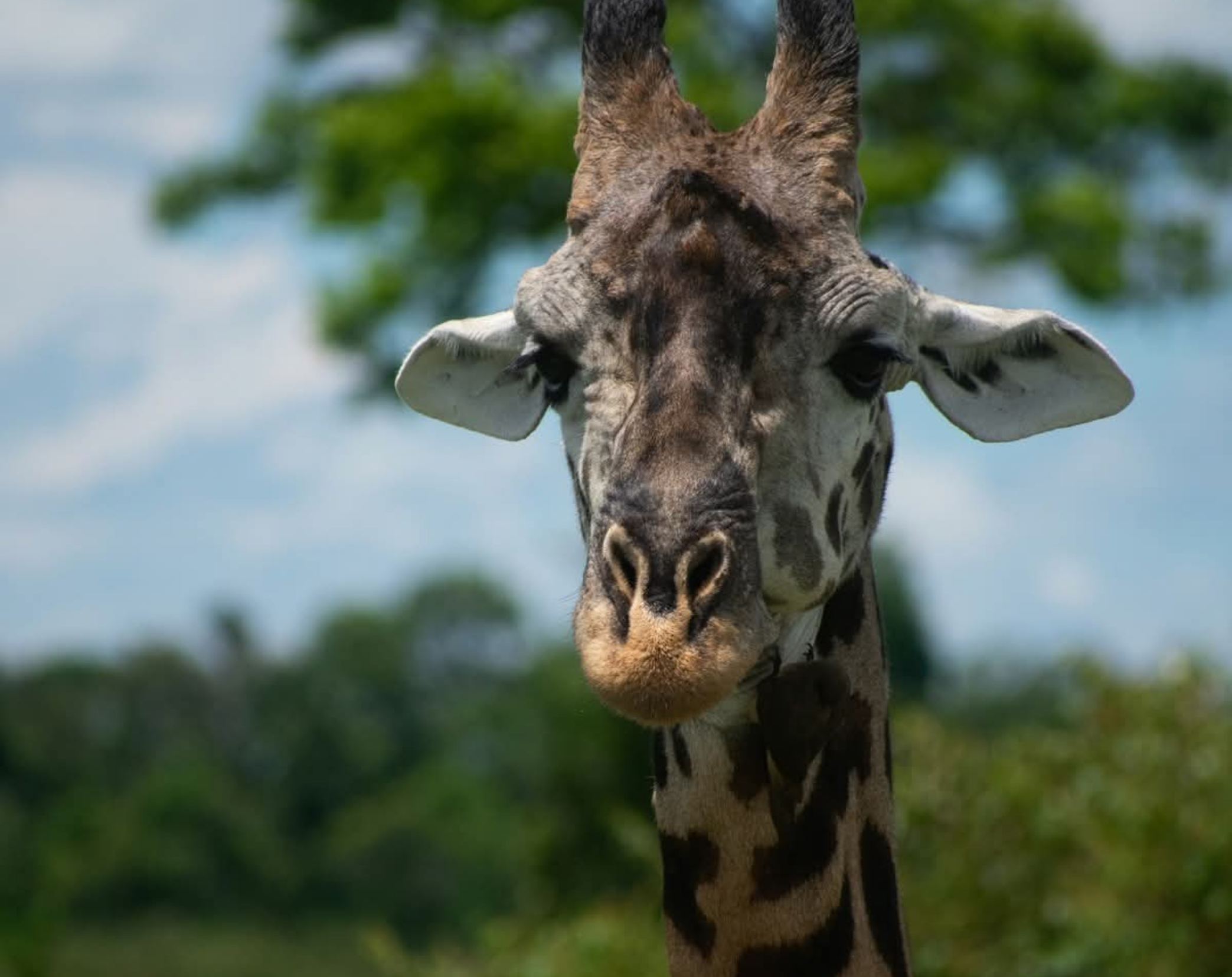 3 Days Maasai Mara Luxury Safari
