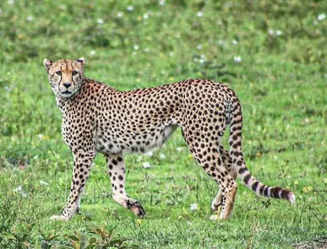3 Days Maasai Mara Budget Safari