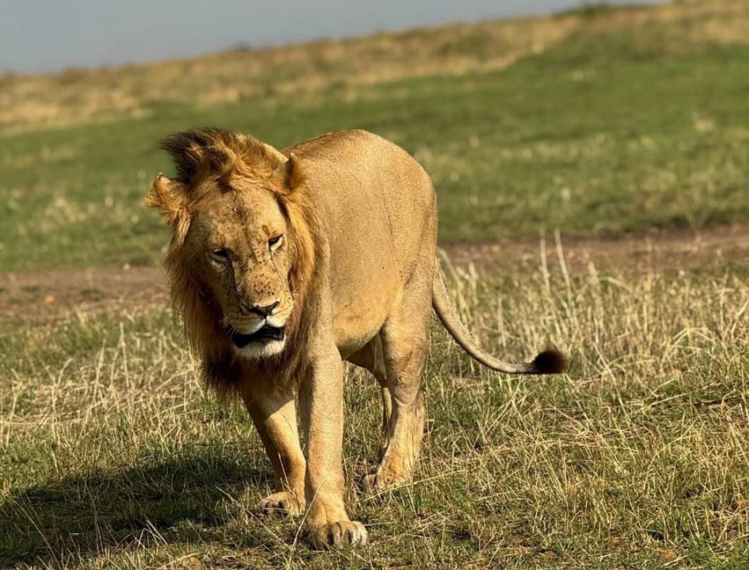 3 Days Maasai Mara Budget Safari