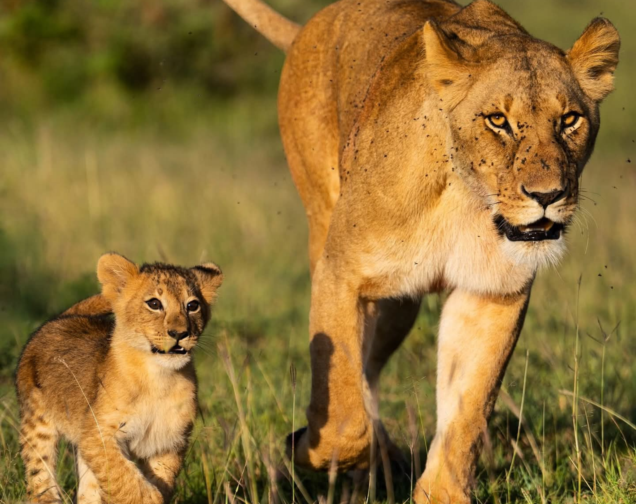 4 Days Maasai Mara Luxury Safari 