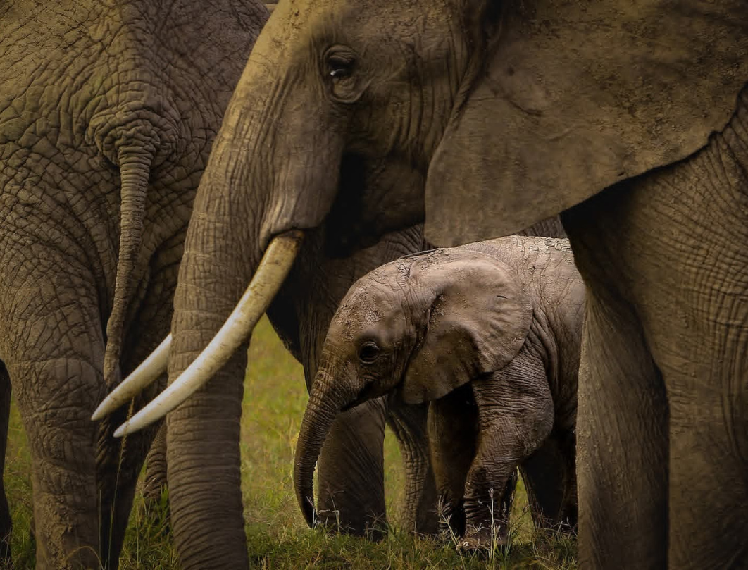 4 Days Maasai Mara Luxury Safari 