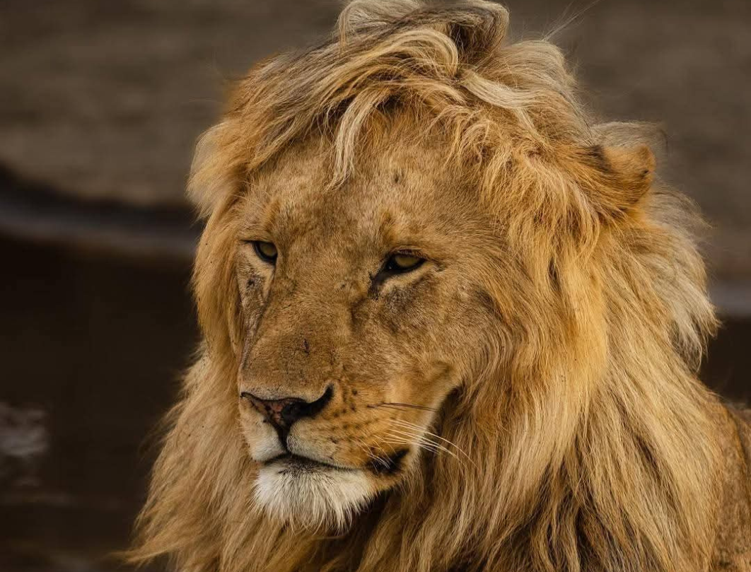 4 Days Tanzania Private Safari