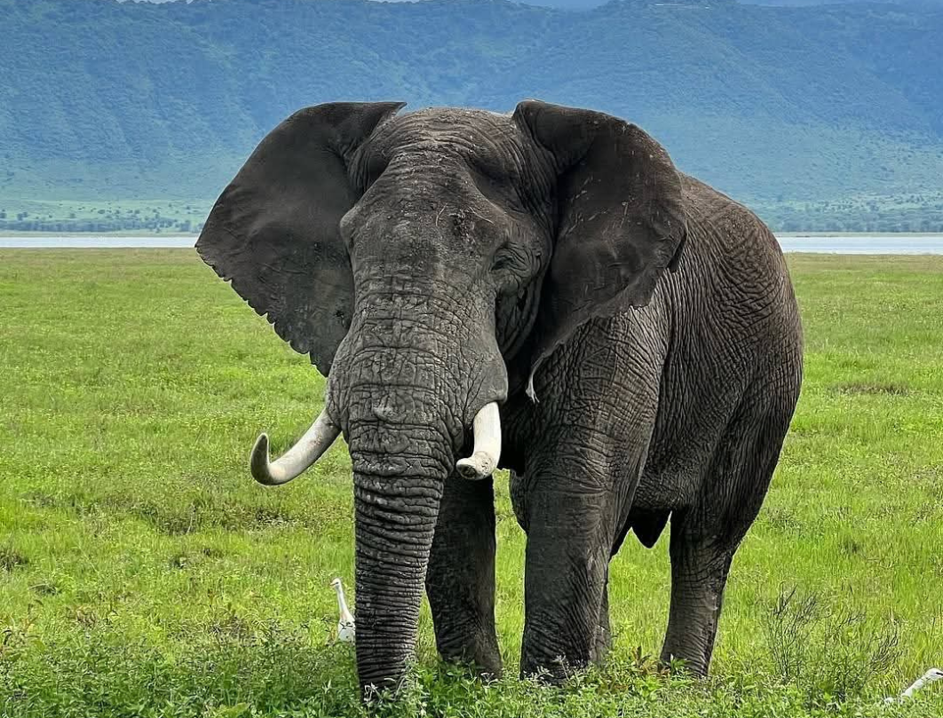 4 Days Tanzania Private Safari