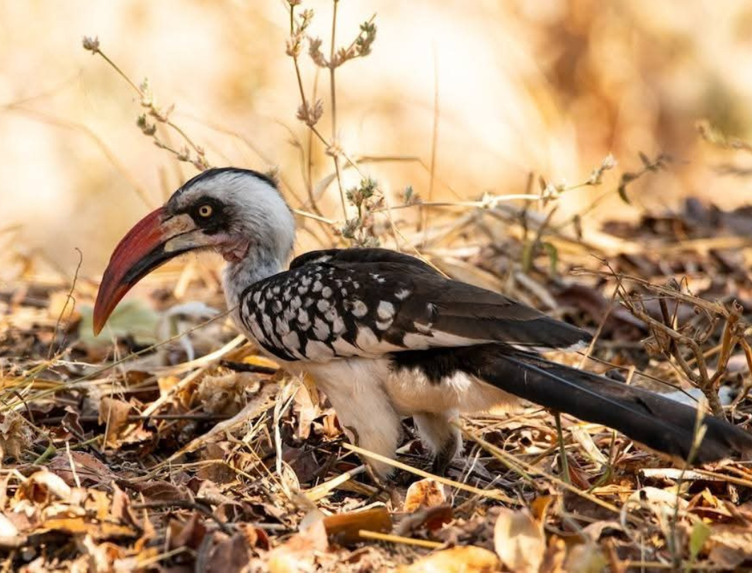 4 Days Tanzania Private Safari