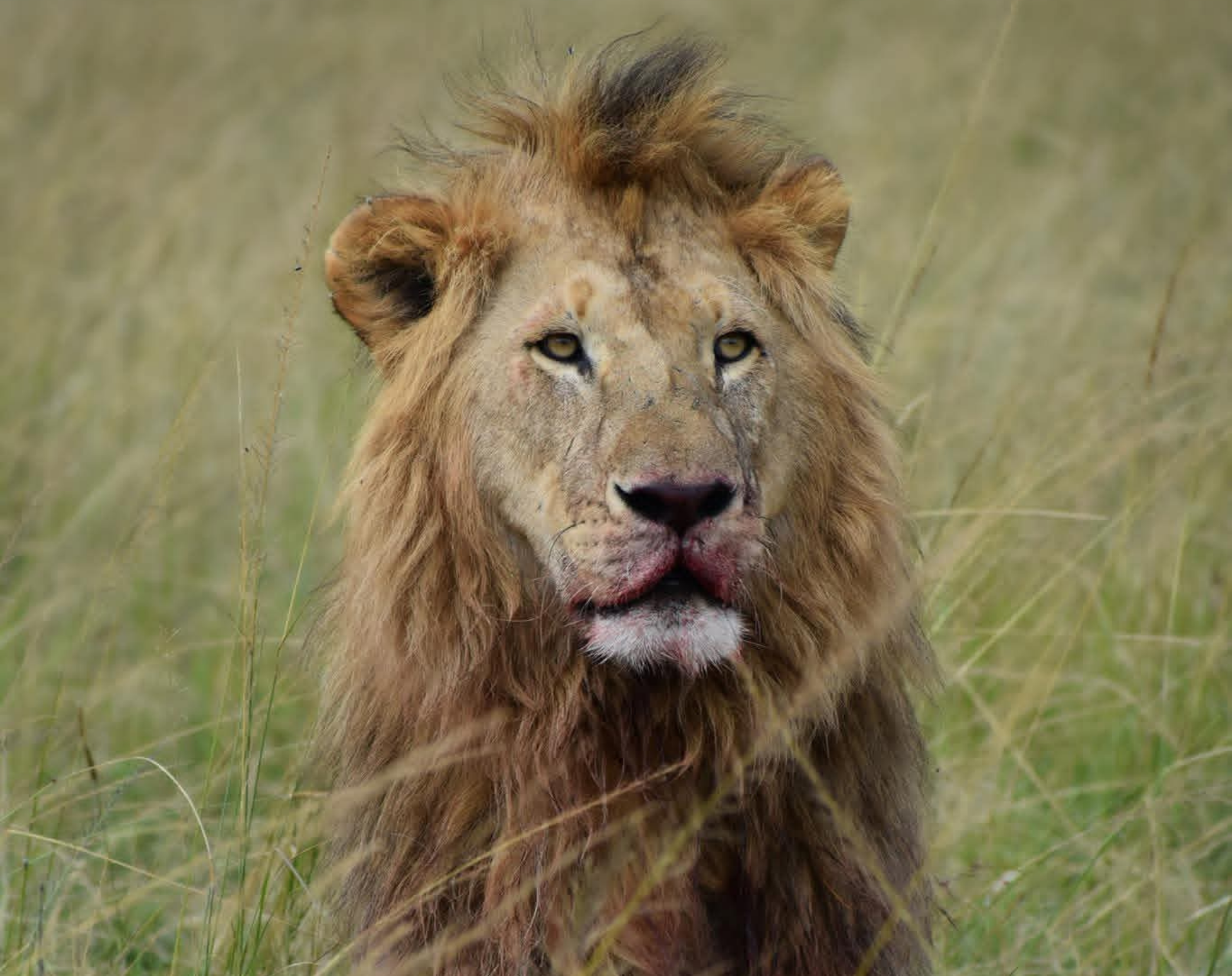 5 Days Kenya Luxury Safari Experience