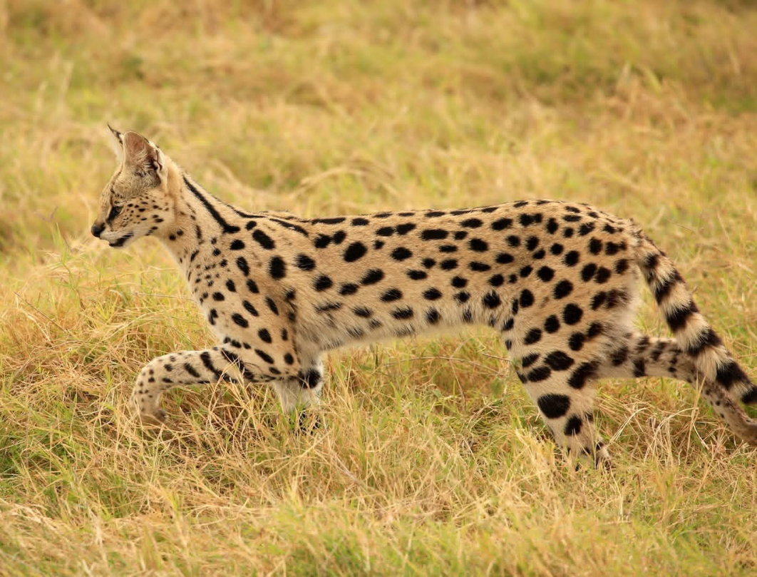 5 Days Kenya Luxury Safari Experience