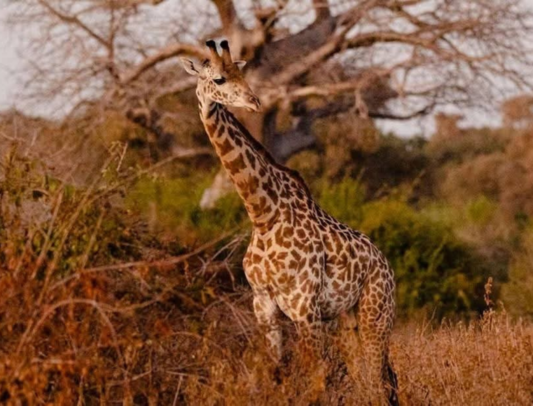 5 Days Tanzania Private Safari