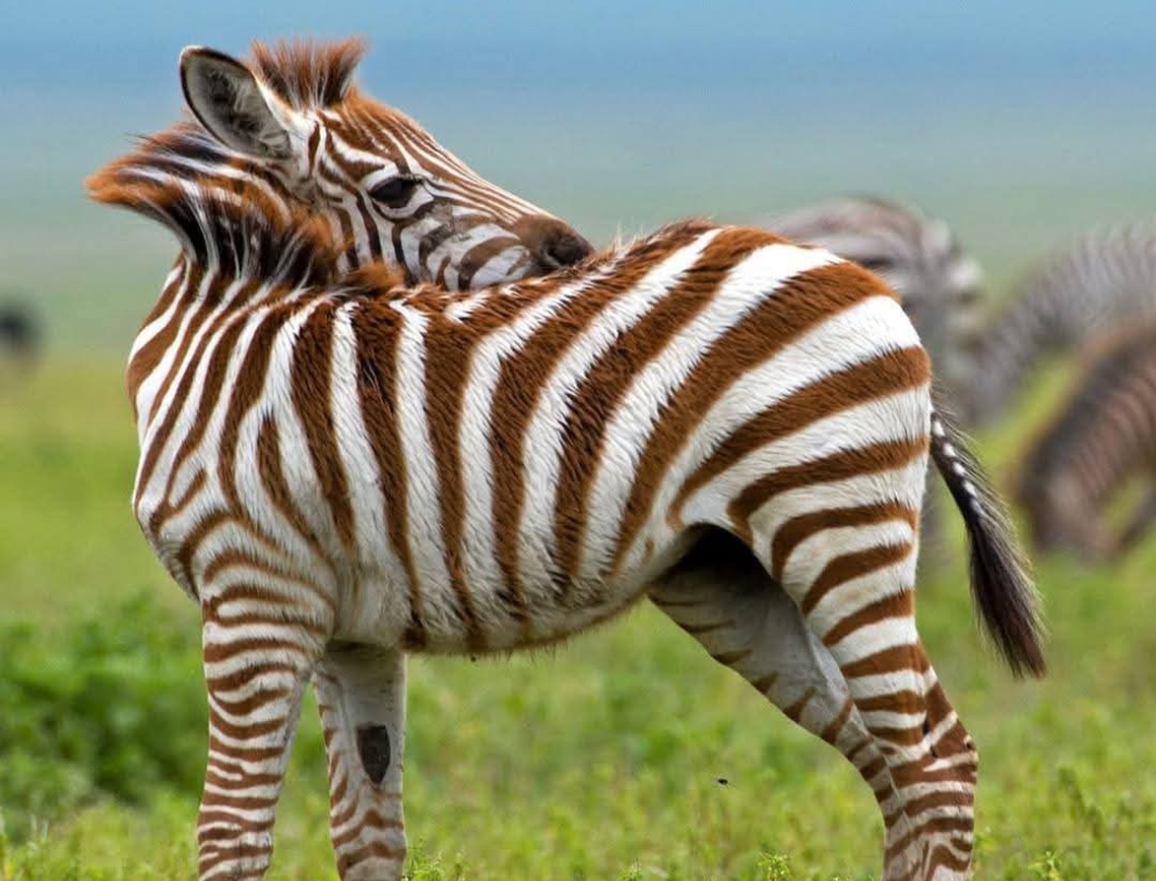 5 Days Tanzania Private Safari