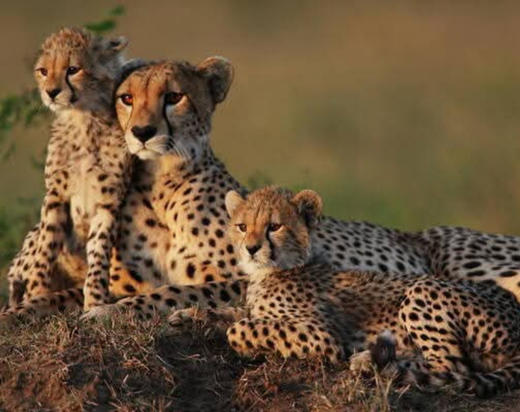 6 Days Kenya Luxury Safari Experience 
