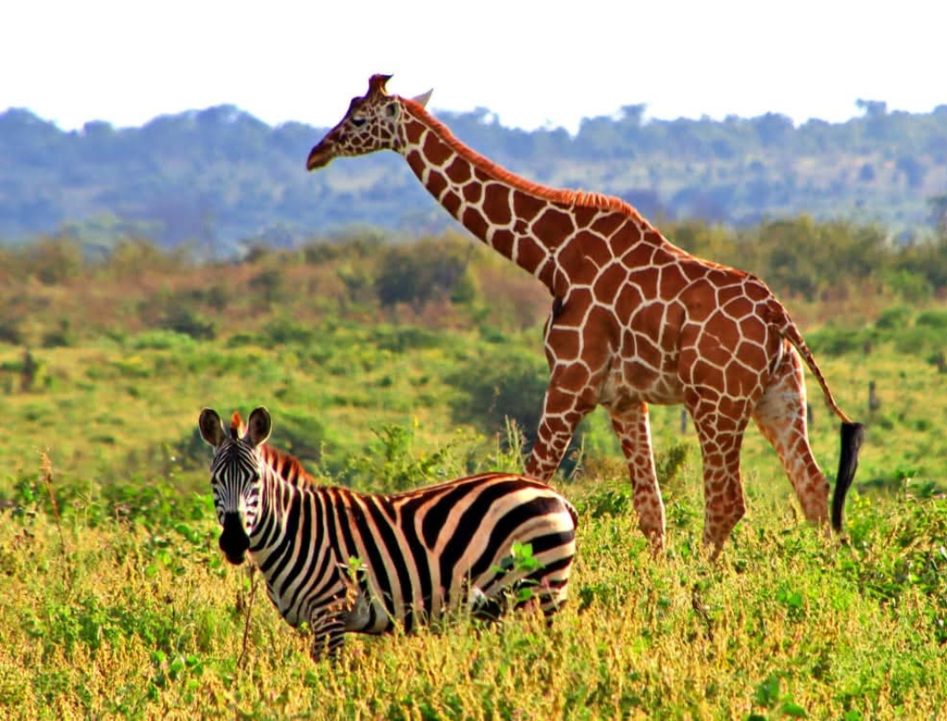 6 Days Kenya Luxury Safari Experience 