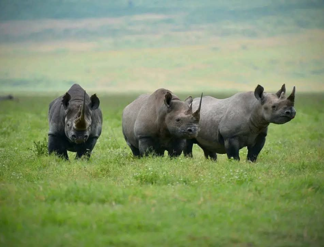 6 Days Kenya Luxury Safari Experience 