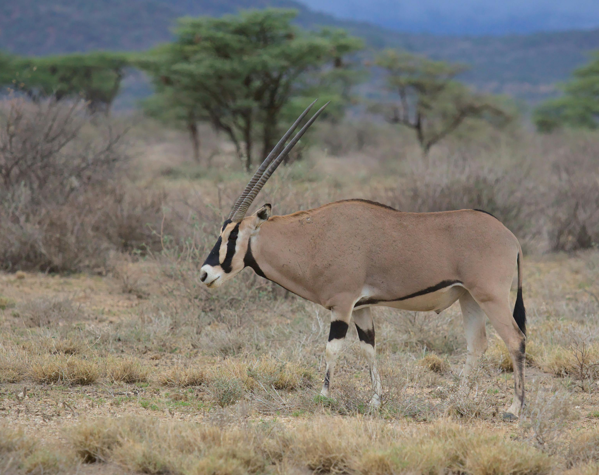 6 Days Maasai Mara,Nakuru,Samburu Budget Safari