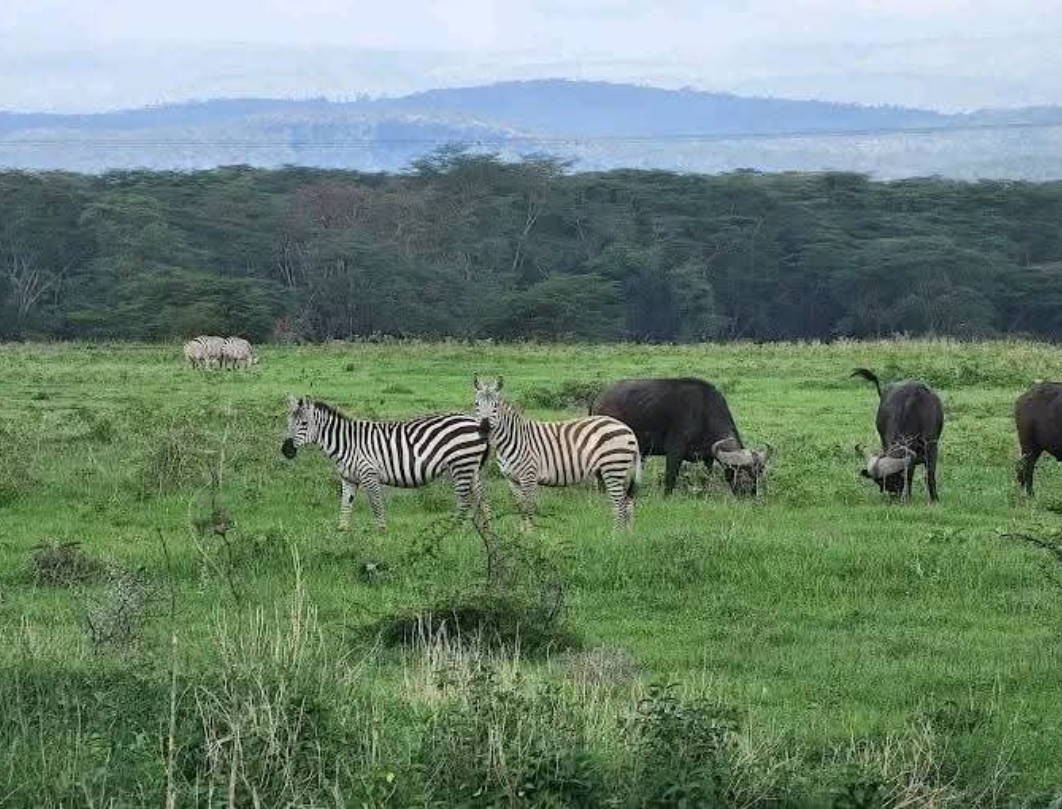 6 Days Maasai Mara,Nakuru,Samburu Budget Safari