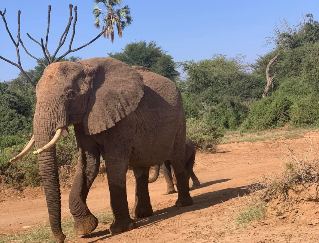 6 Days Maasai Mara,Nakuru,Samburu Budget Safari