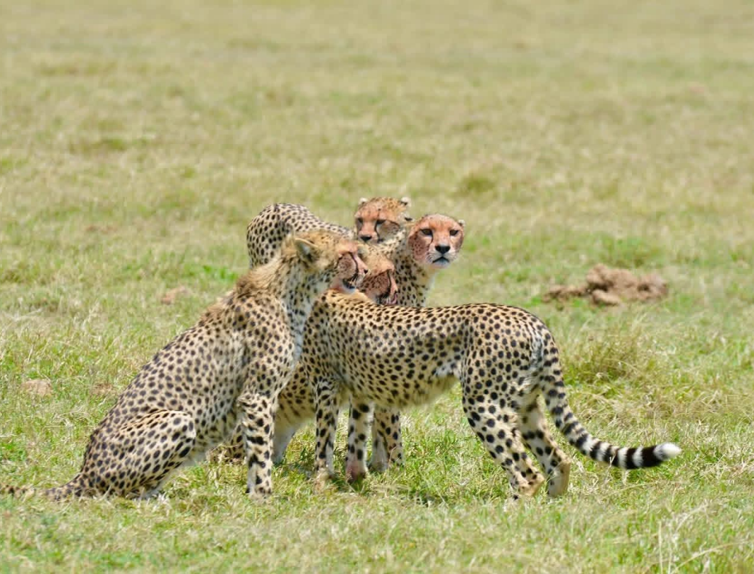 6 Days Maasai Mara,Nakuru,Samburu Budget Safari