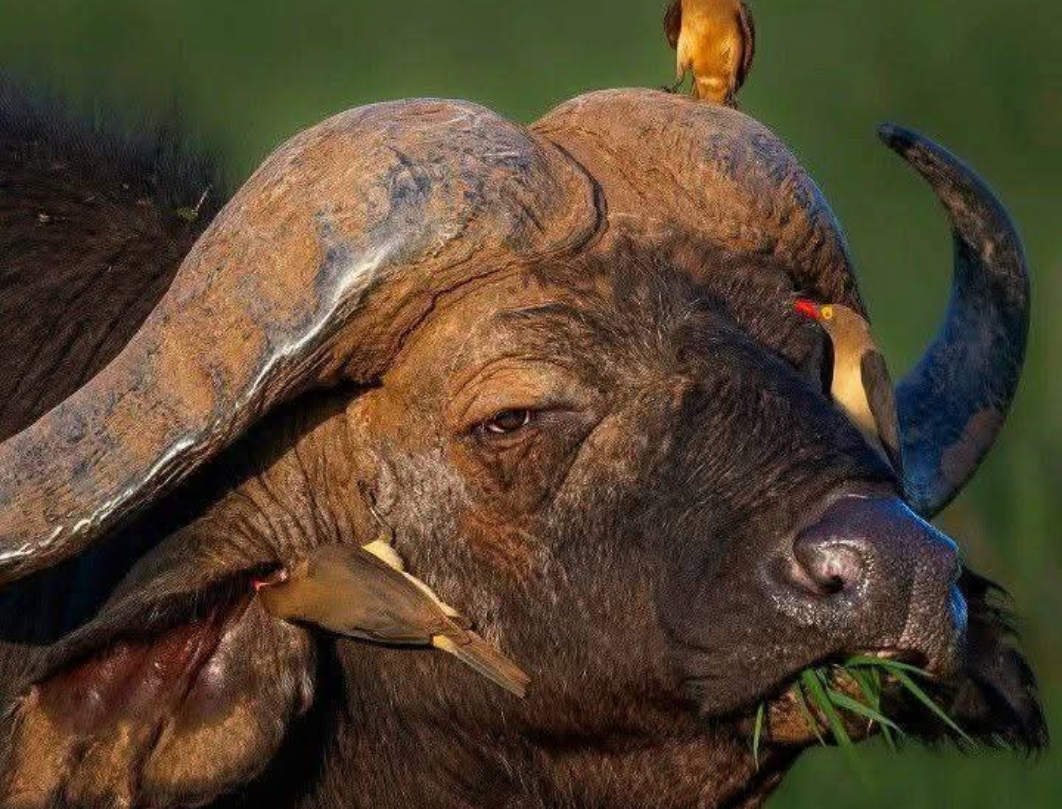 6 Days Maasai Mara,Lake Nakuru & Amboseli Photography Safari