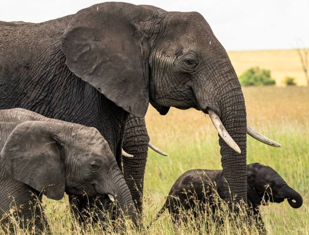 6 Days Tanzania Private Safari