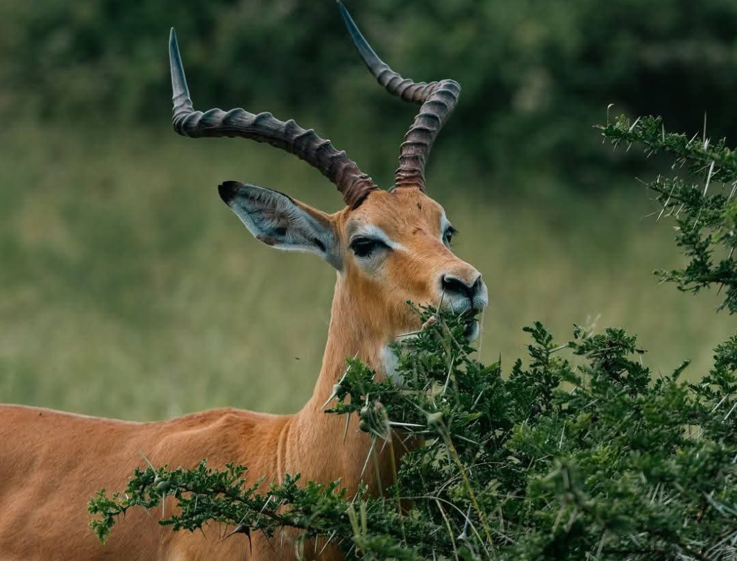 6 Days Tanzania Private Safari