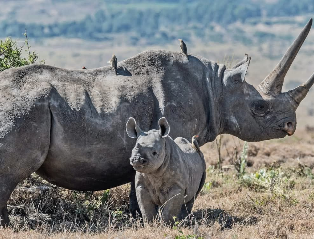 6 Days Tanzania Honeymoon Safari