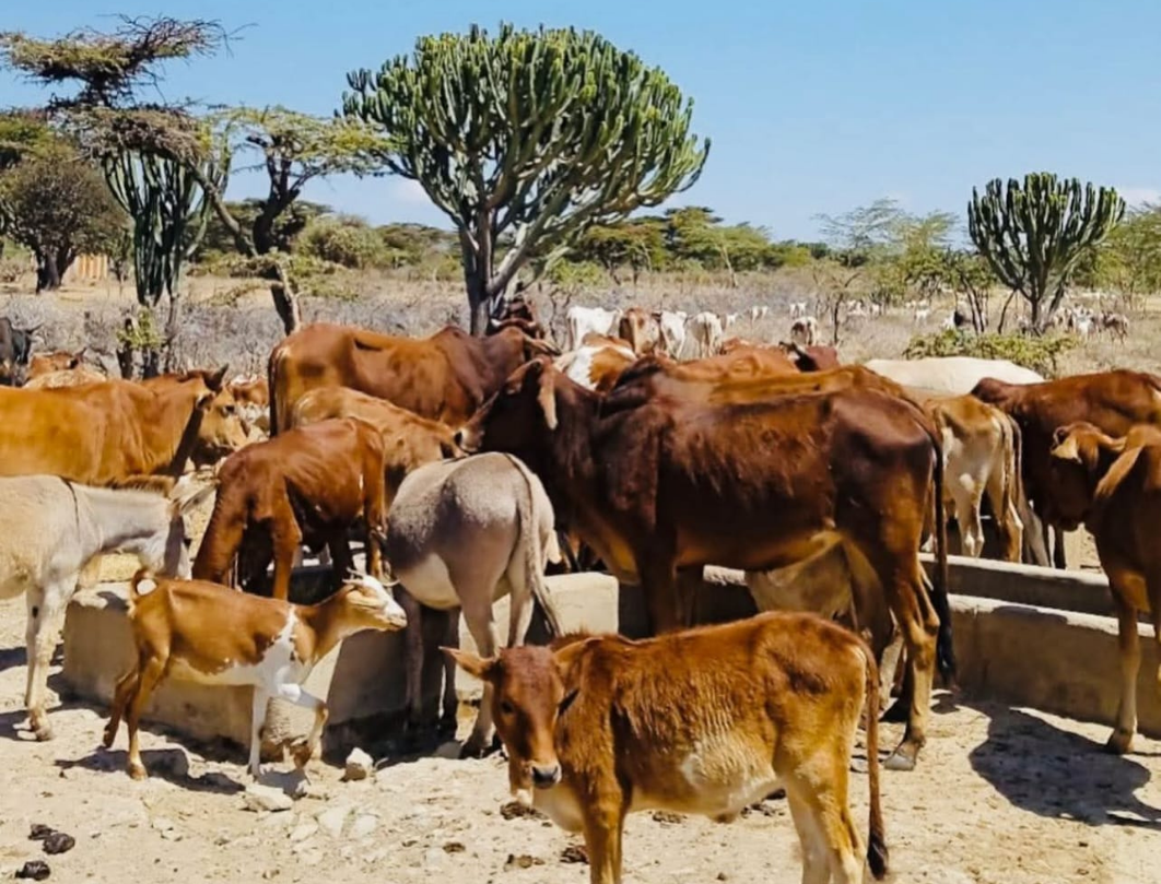 6 Days Loita Hills Walking Safari