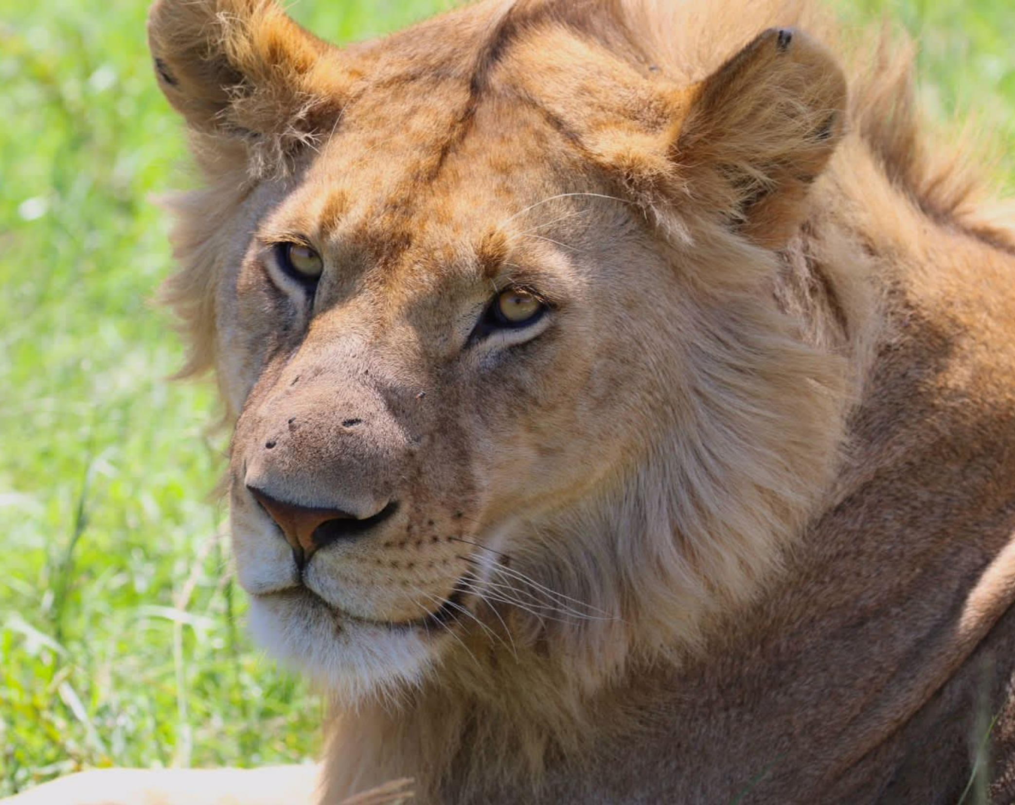 6 Days Loita Hills Walking Safari