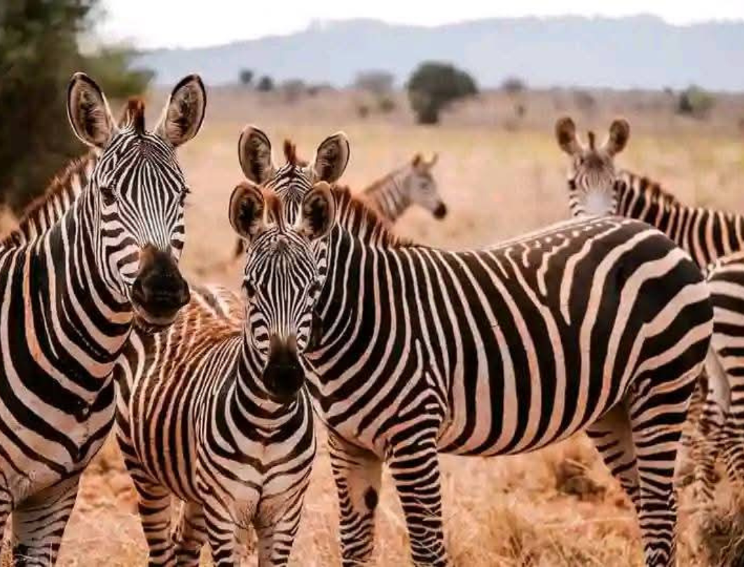 7 Days Kenya Bush To Beach Safari Experience