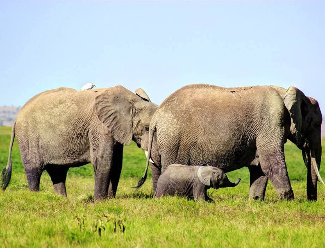 7 Days Kenya Bush To Beach Safari Experience