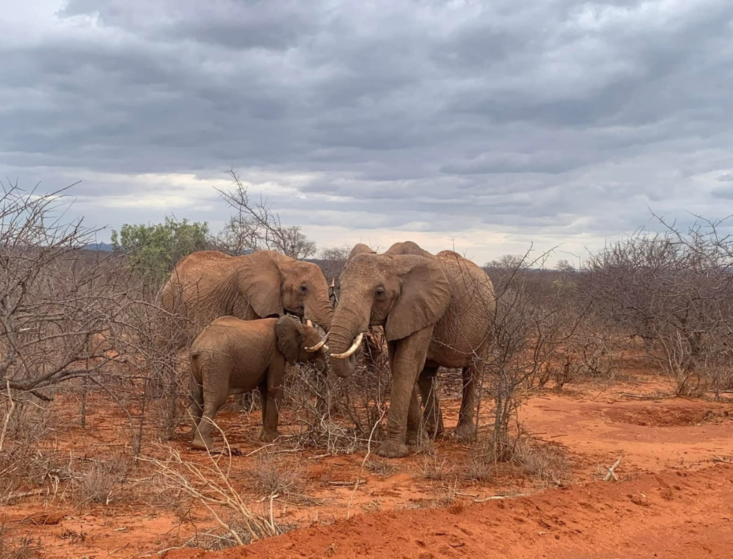 7 Days Kenya Bush To Beach Safari Experience