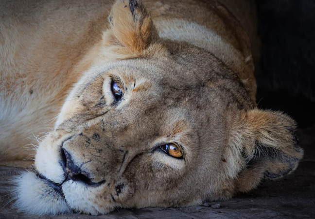 7 Days Maasai Mara & Amboseli Budget Safari