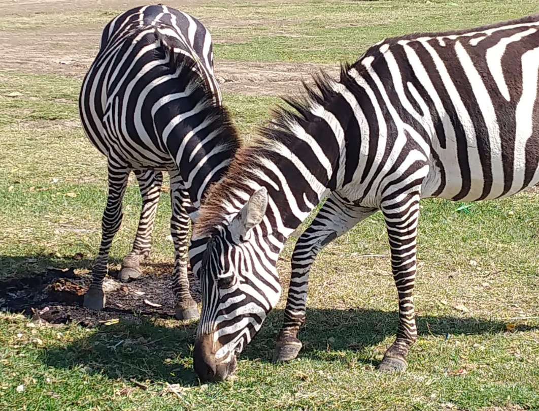 7 Days Kenya Photography Safari