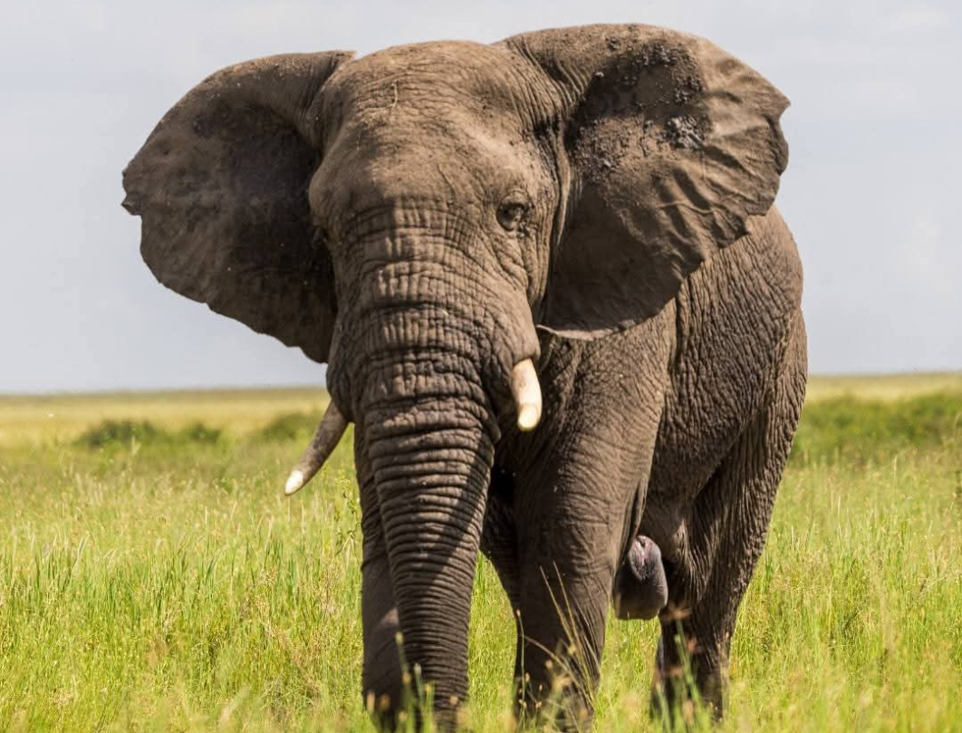 7 Days Tanzania Private Safari