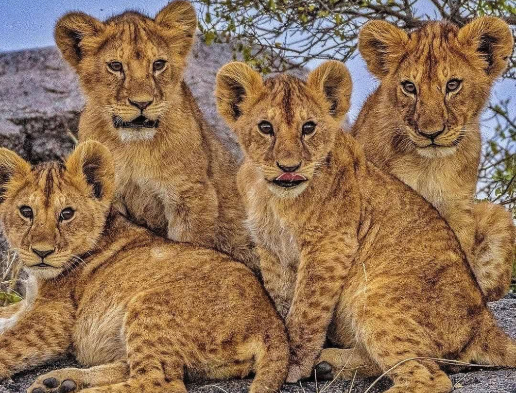 7 Days Tanzania Private Safari
