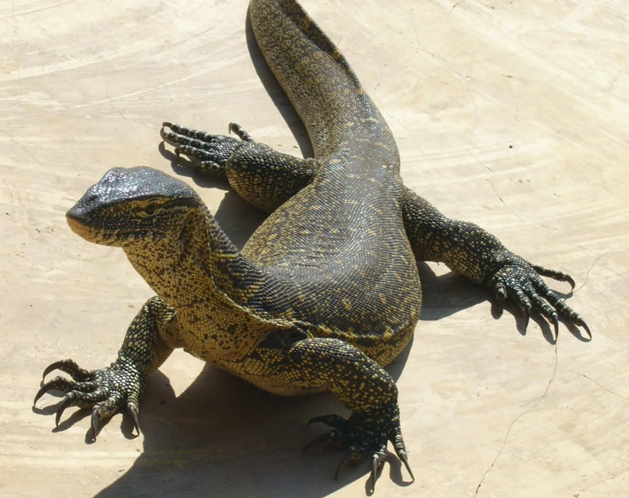 Shutter & Savannah Photography Safari