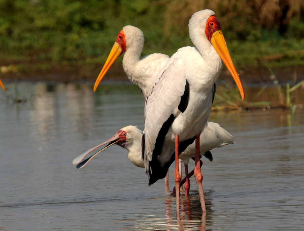 Shutter & Savannah Photography Safari