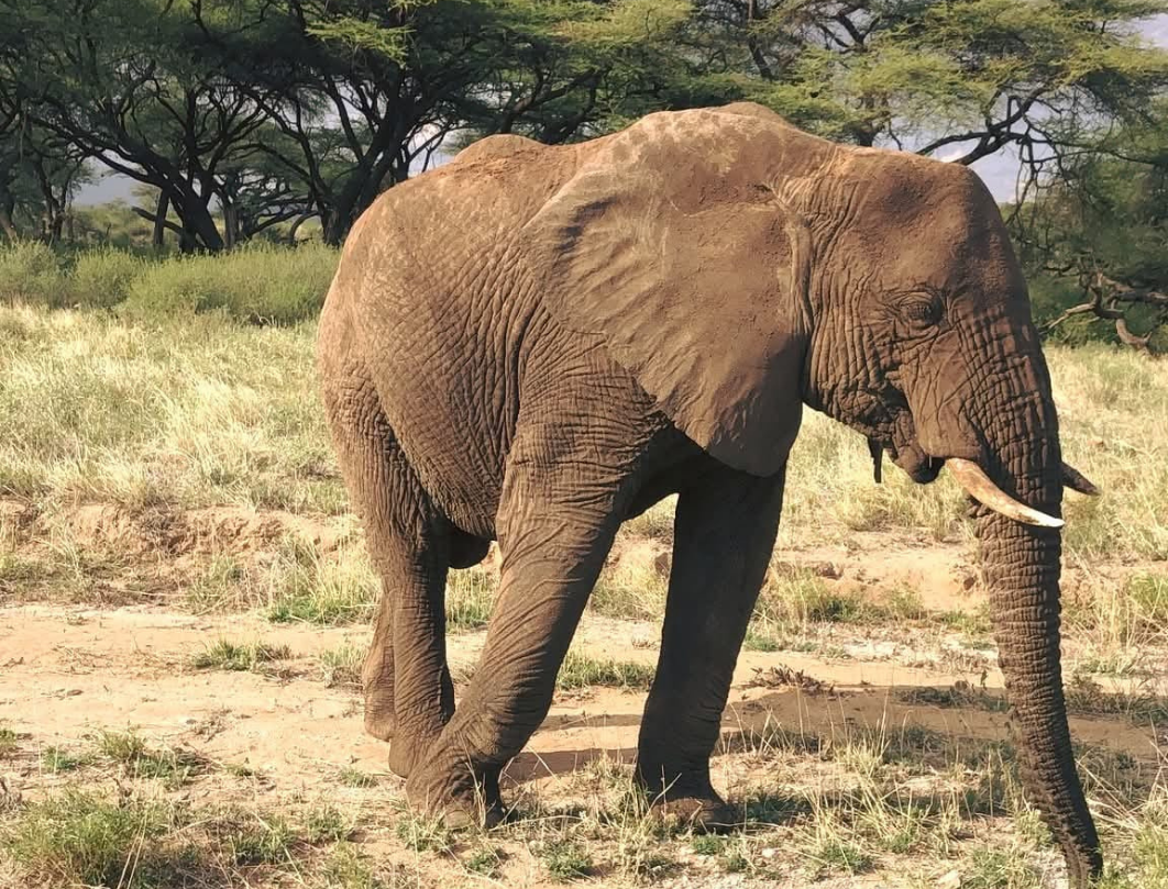 Shutter & Savannah Photography Safari