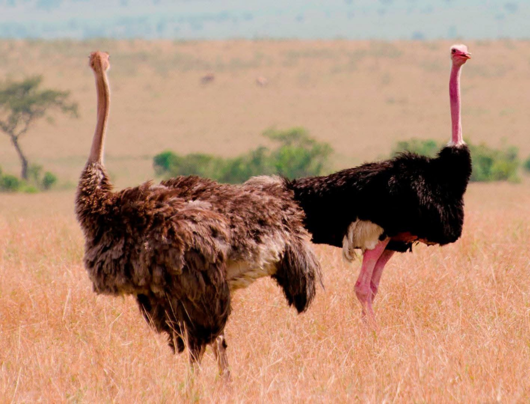 Shutter & Savannah Photography Safari