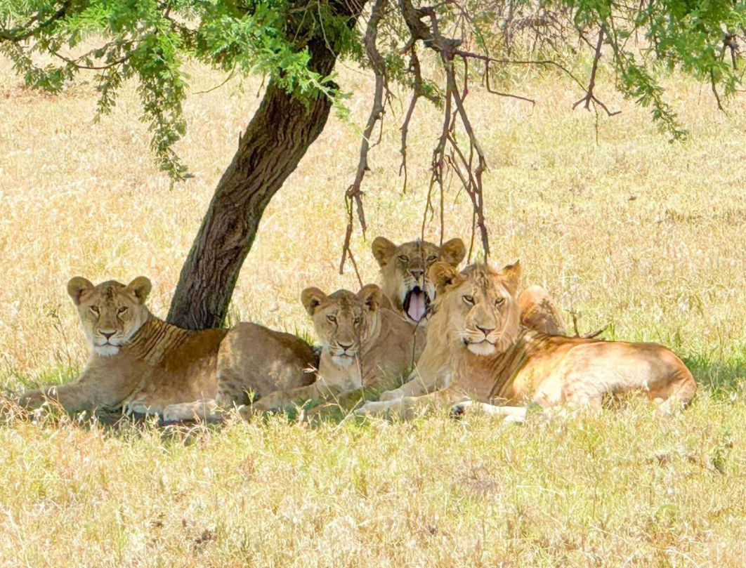 7 Days Tanzania Luxury Safari