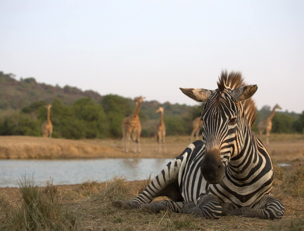7 Days Uganda Safari – Primates, Savannah & Gorilla Adventure