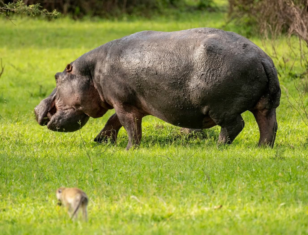 7 Days Uganda Safari – Primates, Savannah & Gorilla Adventure
