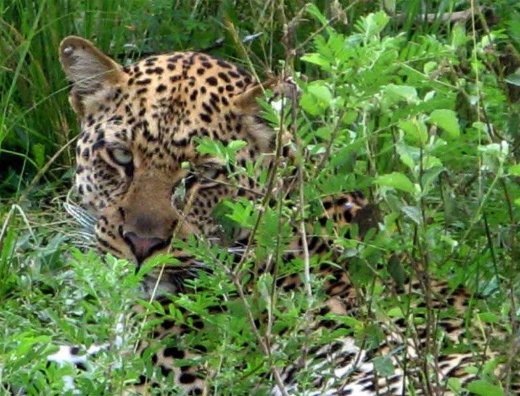 7 Days Uganda Safari – Primates, Savannah & Gorilla Adventure