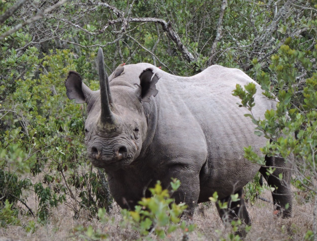 8 Days Magical Honeymoon Safari