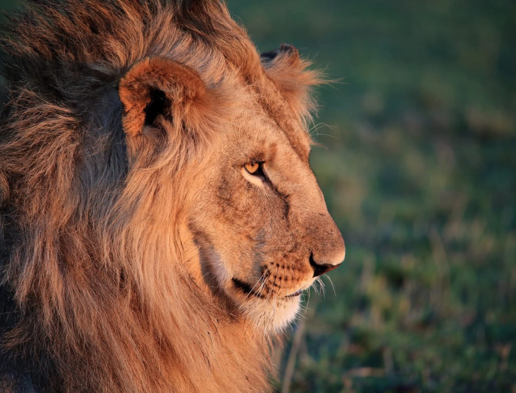 8 Days Kenya Luxury Safari Experience